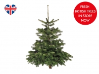 Lidl  5ft Fresh Cut Christmas Tree