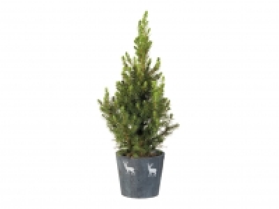 Conifer in Reindeer Pot