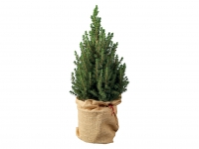 Christmas Tree £8.99