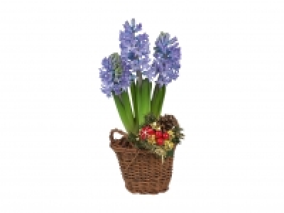 Hyacinth in Basket £3.49