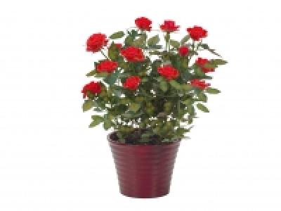 Standard Rose £1.99