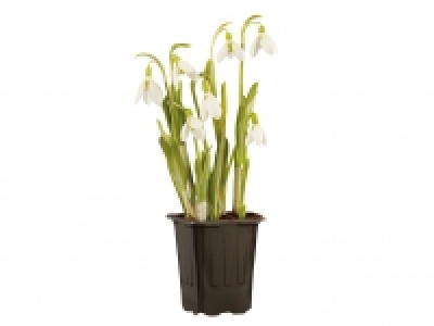 Snowdrops £1.99