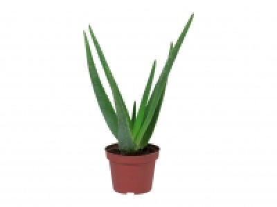 Aloe Vera £2.29