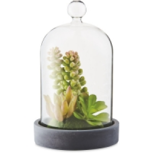 Succulent Cloche Terrarium