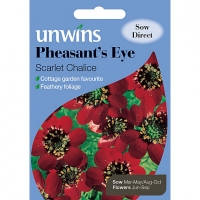 Wickes  Unwins Pheasants Eye Scarlet Chalice Seeds