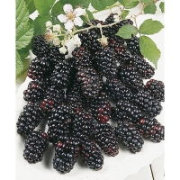 Wickes  Unwins Loch Tay Blackberry Bush Outdoor Plant - 2L