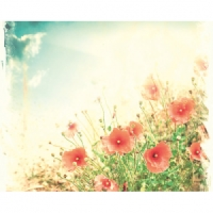 ohpopsi Sepia Flowers Wall Mural - L 3m (W) x 2.4m (H) £60.00
