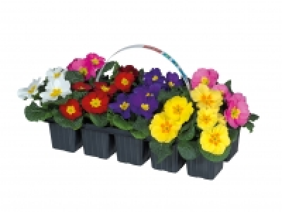 Primroses £2.99