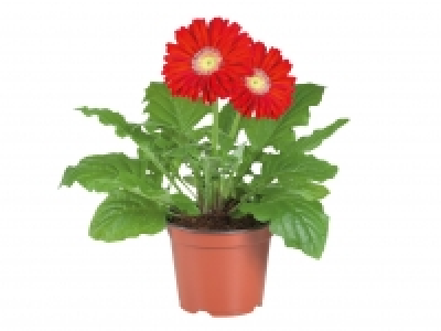 Gerbera £2.29