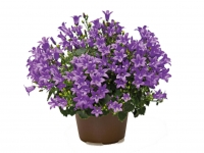 Campanula £2.99