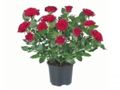 Mini Rose £2.49