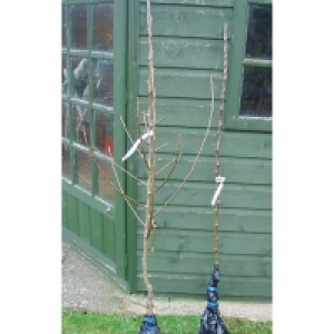 Wickes  Unwins Bramley Bare Root Apple Tree