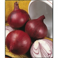 Wickes  Unwins Red Baron Onion Sets - 250g