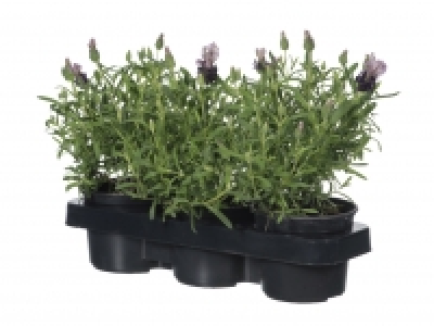 Lavender 3 Pack £3.99