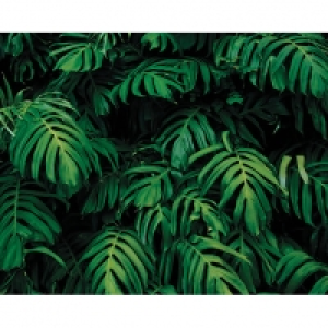 ohpopsi Forest Plant Wall Mural - XL 3.5m (W) x 2.8m (H) £85.00
