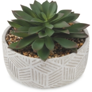 Aldi  Stripe Container Succulent