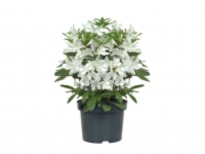 Rhododendron £6.49