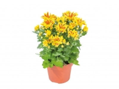 Chrysanthemum £3.49