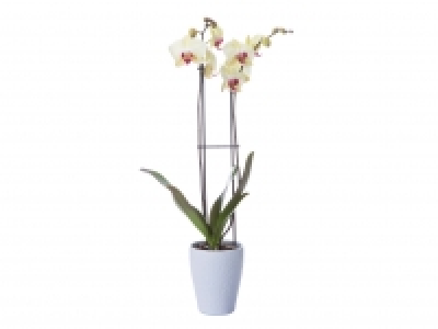 Twin Stem Orchid in Ceramic £9.99