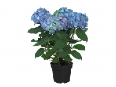 Hydrangea £5.99