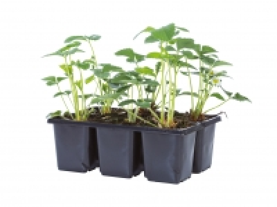 Strawberry Plants £3.49
