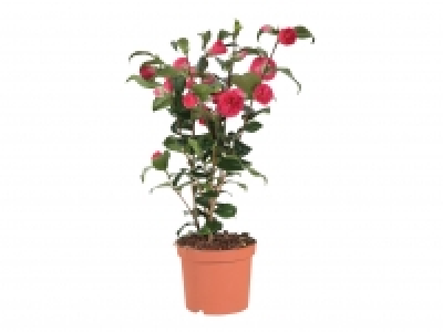 Camellia £9.99