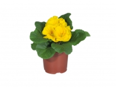 Primrose £0.59