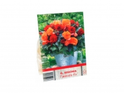 Begonia Bulbs £1.99
