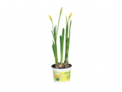 Potted Daffodils £0.89