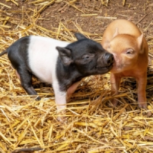 Piggy Pet and Play at Kew Little Pigs Gift Experience for Tw &pound;49.00