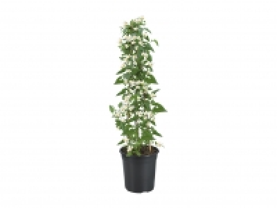 Jasmine Nightshade £10.99