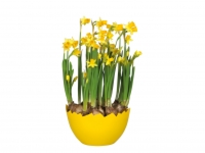 Daffodils in Egg Planter &pound;2.99