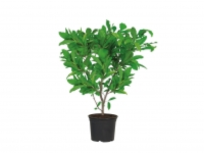 Magnolia £7.49