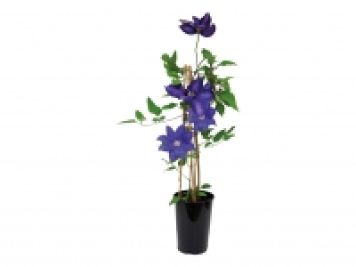 Assorted Clematis £4.99