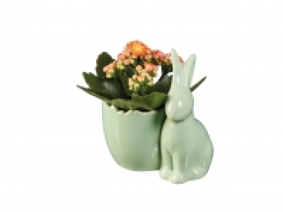 Kalanchoe in Easter Ceramic &pound;2.99