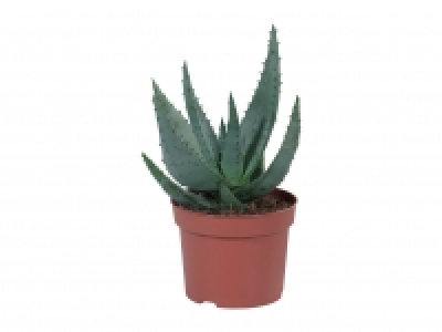 Assorted Succulents £2.49