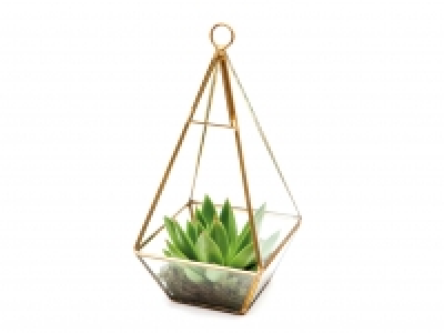 Lidl  Small terrarium