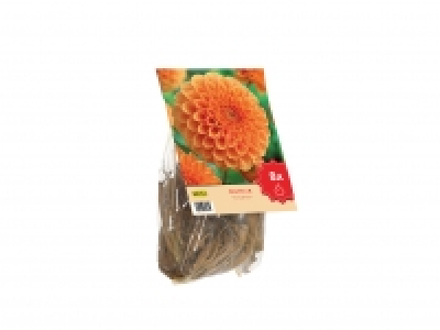 Dahlia Bulbs