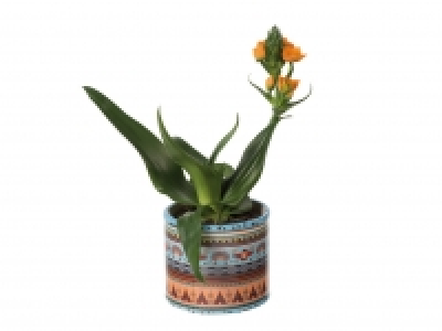 Ornithogalum in ceramic £4.99