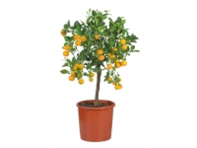 Large Citrus Plants £17.99