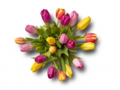 Rainbow Tulips £5.00