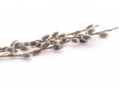 Lidl  Pussy Willow