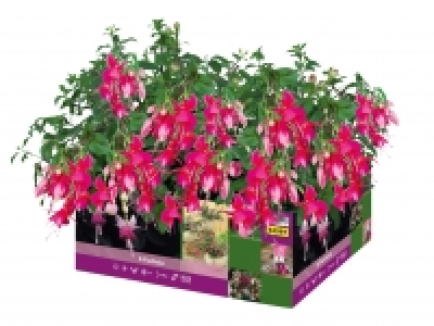 Fuchsias