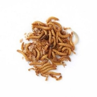 QDStores  Bag of Mealworms 100g Birdfood