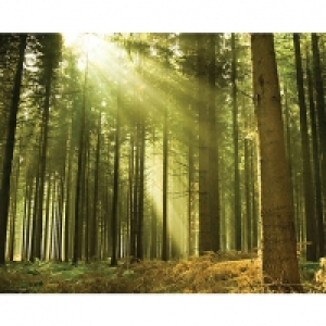 ohpopsi Sunlight Through Trees Wall Mural - XL 3.5m (W) x 2. £85.00