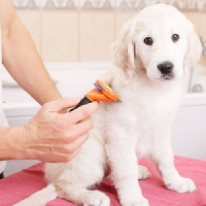 Buyagift Four Online Complete Animal Care Gift Experience Courses for