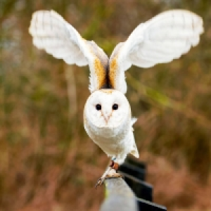Buyagift 2 for 1 Woodland Walk and Owl Flying Gift Experience at Lee