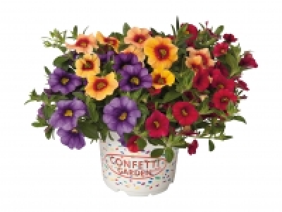 Confetti Garden Plants £2.29