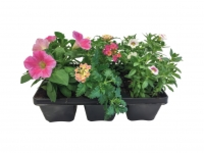 Bedding Plants £3.99