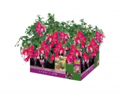 Fuchsia £3.79